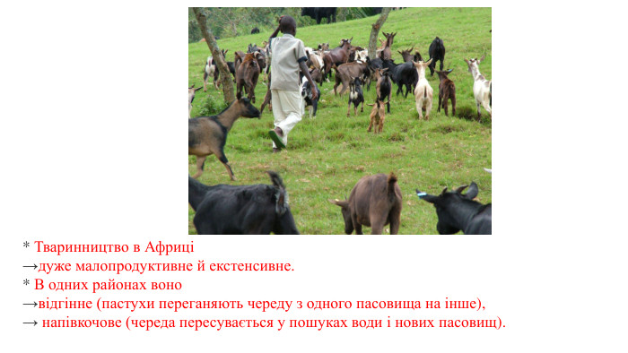 * Тваринництво в Африці →дуже малопродуктивне й екстенсивне. * В одних районах воно →відгінне (пастухи переганяють череду з одного пасовища на інше), → напівкочове (череда пересувається у пошуках води і нових пасовищ). 
