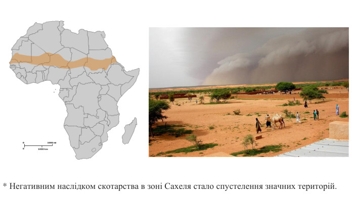 * Негативним наслідком скотарства в зоні Сахеля стало спустелення значних територій.