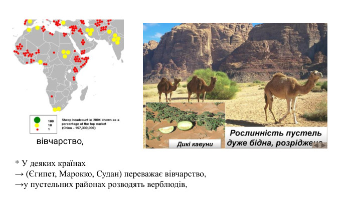* У деяких країнах → (Єгипет, Марокко, Судан) переважає вівчарство, →у пустельних районах розводять верблюдів, вівчарство, 