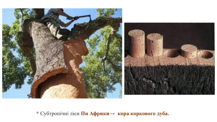 * Субтропічні ліси Пн Африки→ кора коркового дуба.