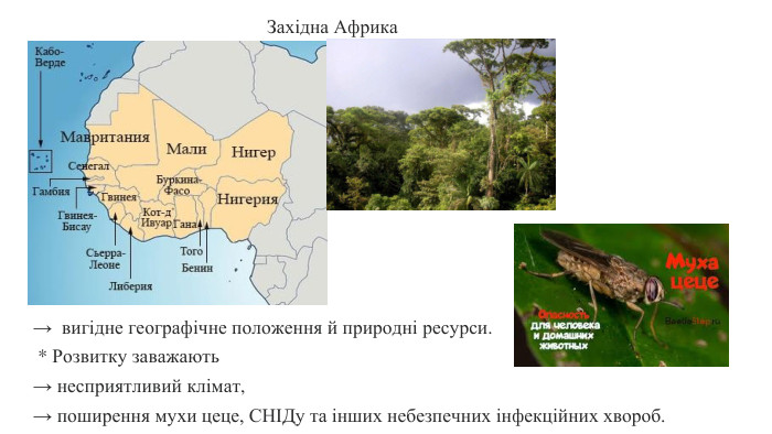  → вигідне географічне положення й природні ресурси. * Розвитку заважають → несприятливий клімат, → поширення мухи цеце, СНІДу та інших небезпечних інфекційних хвороб. Західна Африка 