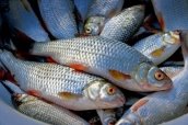 Експерт порадив, як зберігати рибу – новини на УНН | 30 грудня ...
