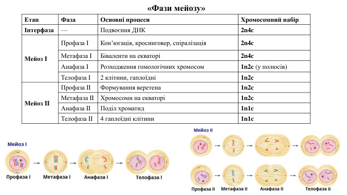 {5940675 A-B579-460 E-94 D1-54222 C63 F5 DA}Етап. Фаза. Основні процеси. Хромосомний набірІнтерфаза—Подвоєння ДНК2n4c. Мейоз IПрофаза IКон’югація, кросинговер, спіралізація2n4c. Метафаза IБіваленти на екваторі2n4c. Анафаза IРозходження гомологічних хромосом1n2c (у полюсів)Телофаза I2 клітини, гаплоїдні1n2c. Мейоз IIПрофаза IIФормування веретена1n2c. Метафаза IIХромосоми на екваторі1n2c. Анафаза IIПоділ хроматид1n1c. Телофаза II4 гаплоїдні клітини1n1c«Фази мейозу»