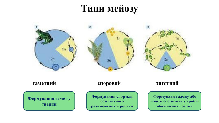 Типи мейозугаметнийспоровийзиготний. Формування гамет у тварин. Формування спор для безстатевого розмноження у рослин. Формуваня талому або міцелію із зиготи у грибів або нижчих рослин 
