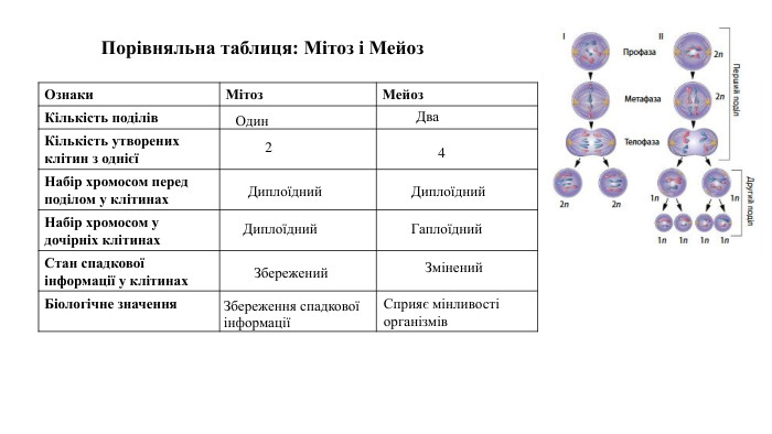{5940675 A-B579-460 E-94 D1-54222 C63 F5 DA}Ознаки. Мітоз. Мейоз. Кількість поділів. Кількість утворених клітин з однієїНабір хромосом перед поділом у клітинах. Набір хромосом у дочірніх клітинах. Стан спадкової інформації у клітинах. Біологічне значення. Порівняльна таблиця: Мітоз і Мейоз. Один. Два24 Диплоїдний. Диплоїдний. Диплоїдний. Гаплоїдний. Збережений. Змінений. Збереження спадкової інформаціїСприяє мінливості організмів