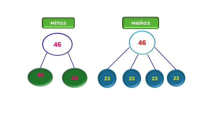 4646464623232323мітозмейоз