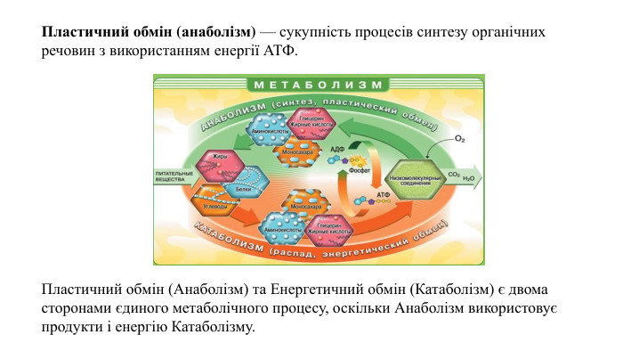Пластичний обмін (анаболізм) — сукупність процесів синтезу органічних речовин з використанням енергії АТФ. Пластичний обмін (Анаболізм) та Енергетичний обмін (Катаболізм) є двома сторонами єдиного метаболічного процесу, оскільки Анаболізм використовує продукти і енергію Катаболізму.