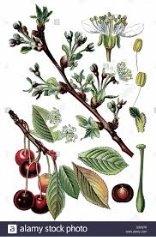sour cherry, tart cherry or wild cherry, Prunus cerasus Stock Photo - Alamy