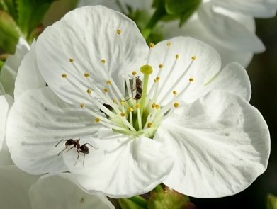 Фотография Всесвіт квітки вишні / Артур Сіренко / photographers.ua