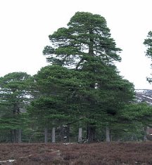Ð¡Ð¾ÑÐ½Ð° Ð·Ð²Ð¸ÑÐ°Ð¹Ð½Ð° (Pinus sylvestris)