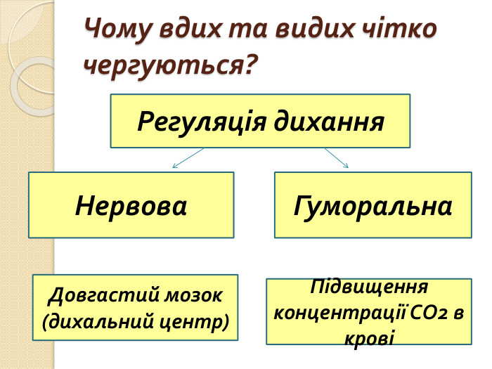 Чому вдих та видих чітко чергуються?Регуляція дихання. Нервова Гуморальна. Довгастий мозок (дихальний центр) Підвищення концентрації СО2 в крові
