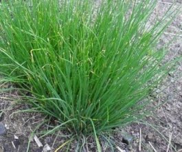 Лук скорода́, или шни́тт-лук — многолетнее травянистое растение Лот 12 клубней - Фото №2