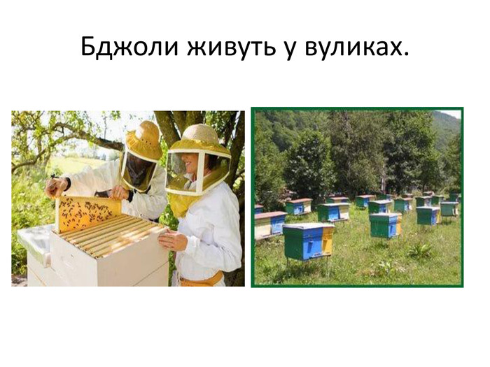 Різноманітність та вплив меду: важливість для природи та здоров'я