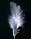 150px-A_single_white_feather_closeup