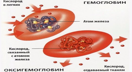 ЯК ПІДВИЩИТИ ГЕМОГЛОБІН - продукти яки підвищують рівень гемоглобіну