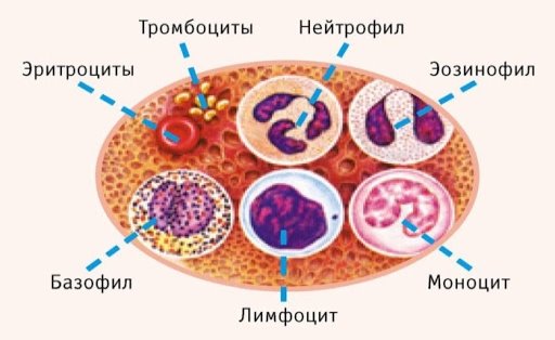 Лейкоцити в крові: причини, підвищення, норми