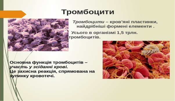 Внутрішнє середовище організму. Склад і функції крові.