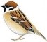 Горобець польовий (Passer montanus) | Beautiful birds, Bird art, Sparrow  bird