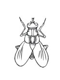 Розмальовка Хатня муха | Розмальовки для дітей друк онлайн