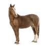 Horse looking at camera in front of white background Sticker • Pixers® - We  live to change