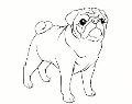 Рисунки собак для срисовки: красивые и простые | kartinki-dlya-srisovki.ru