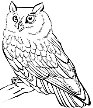 Рисунки совы для срисовки (37 фото) • Прикольные картинки и позитив