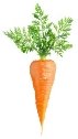 Carrot isolated Stock Photos, Royalty Free Carrot isolated Images |  Depositphotos®