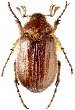 Хрущ Holochelus aequinoctialis Herbst, 1790 (Scarabaeidae) - атлас жуков  России - фото К.В.Макарова
