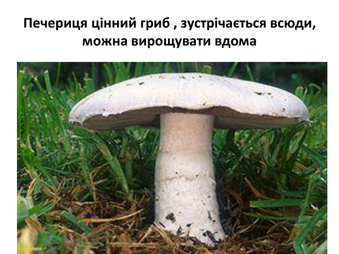 Печериця цінний гриб , зустрічається всюди, можна вирощувати вдома