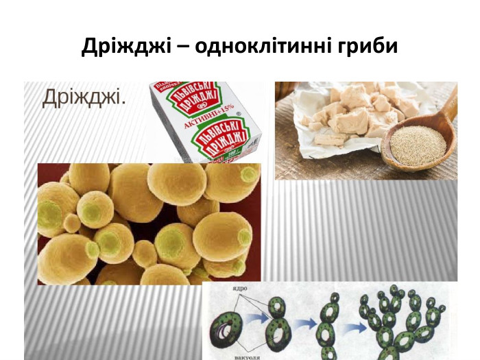 Дріжджі – одноклітинні гриби