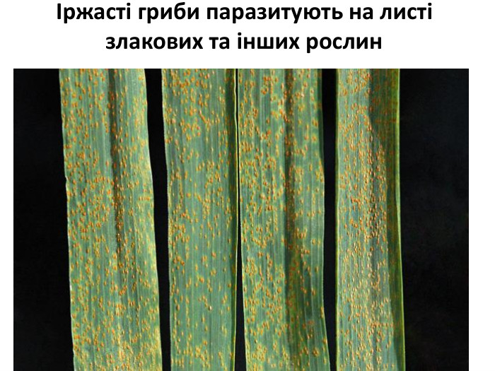 Іржасті гриби паразитують на листі злакових та інших рослин