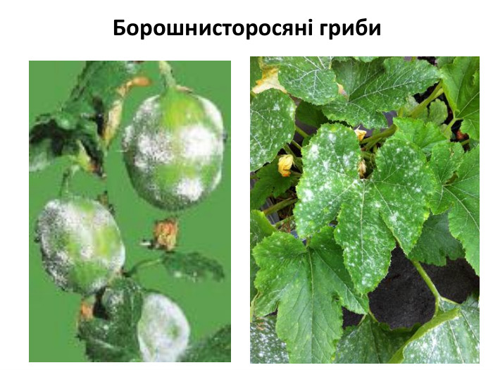 Борошнисторосяні гриби