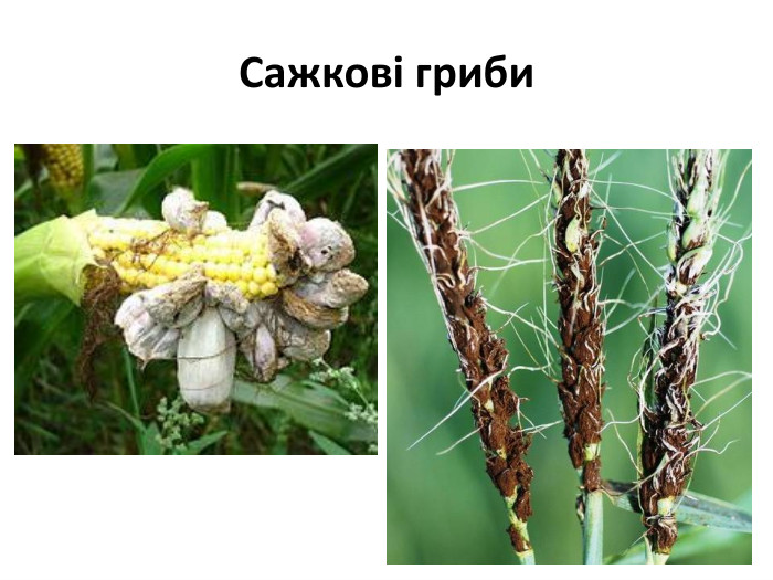 Сажкові гриби