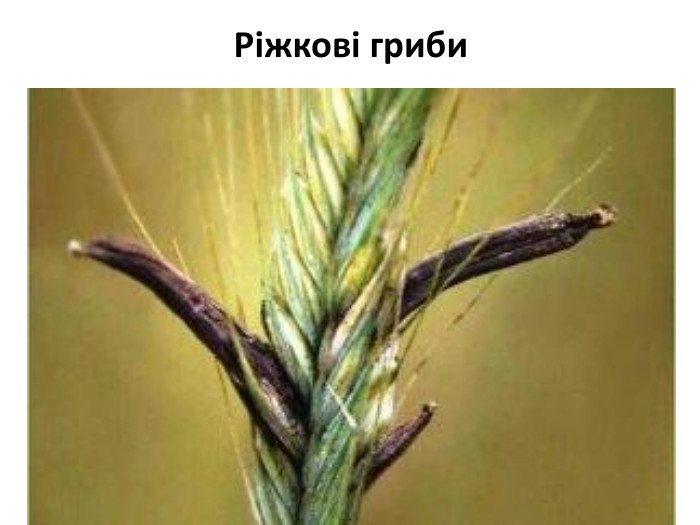 Ріжкові гриби