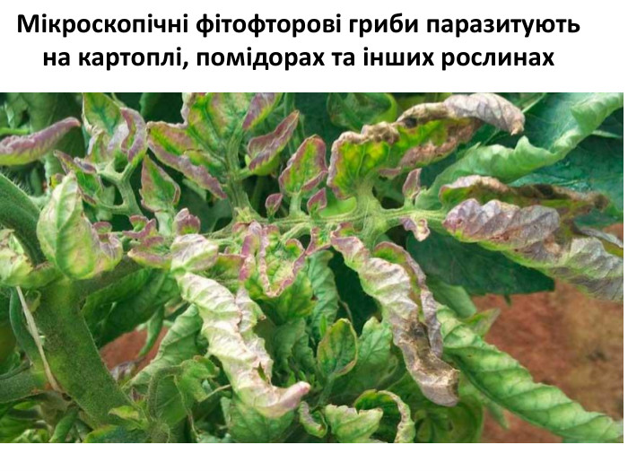 Мікроскопічні фітофторові гриби паразитують на картоплі, помідорах та інших рослинах