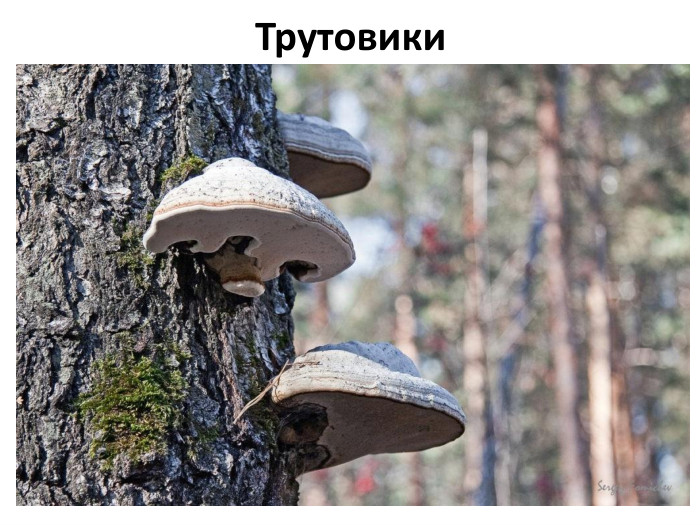 Трутовики