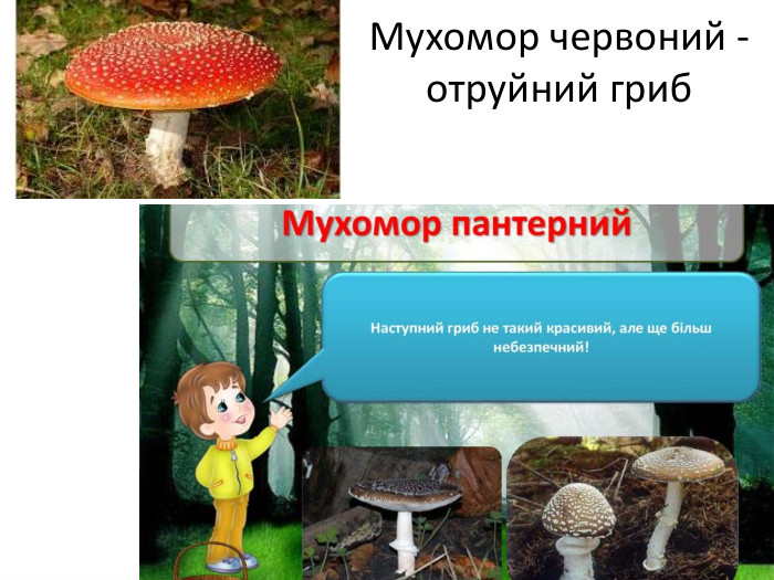 Мухомор червоний -отруйний гриб