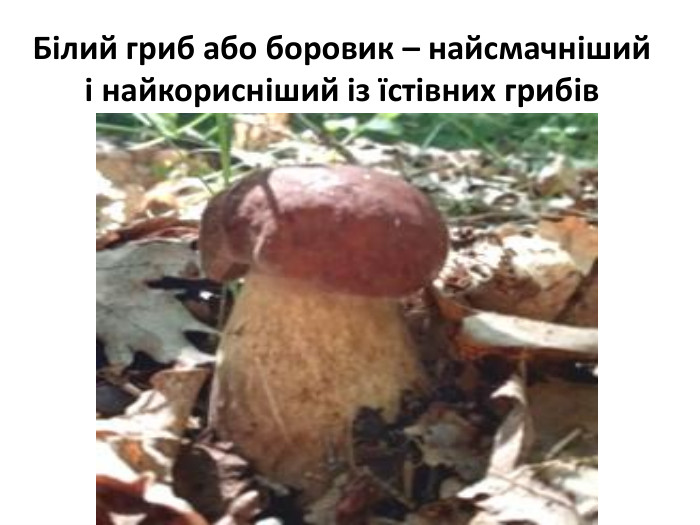 Білий гриб або боровик – найсмачніший і найкорисніший із їстівних грибів