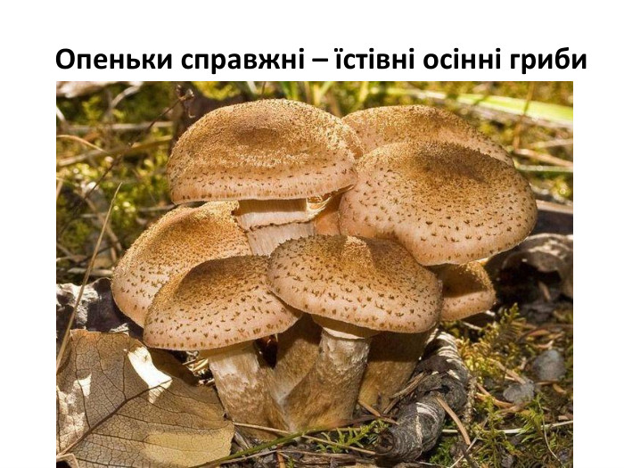 Опеньки справжні – їстівні осінні гриби