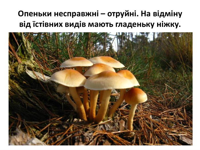 Опеньки несправжні – отруйні. На відміну від їстівних видів мають гладеньку ніжку.