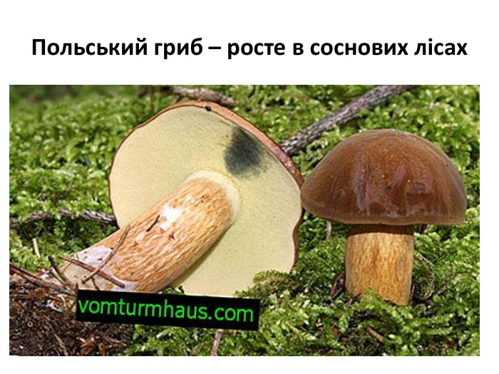 Польський гриб – росте в соснових лісах