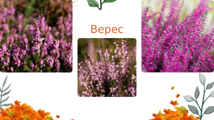Верес