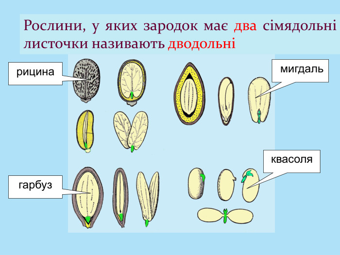 Рослини, у яких зародок має два сімядольні листочки називають дводольні рицинагарбуз мигдальквасоля