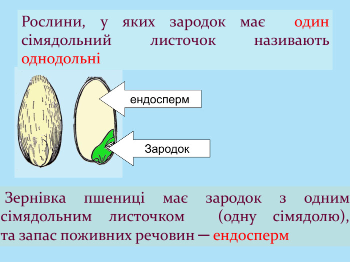 Рослини, у яких зародок має один сімядольний листочок називають однодольні Зернівка пшениці має зародок з одним сімядольним листочком (одну сімядолю), та запас поживних речовин ─ ендосперм Зародок ендосперм
