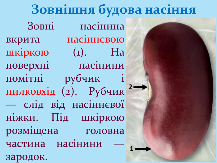 Зовнішня будова насіння	Зовні насінина вкрита насіннєвою шкіркою (1). На поверхні насінини помітні рубчик і пилковхід (2). Рубчик — слід від насіннєвої ніжки. Під шкіркою розміщена головна частина насінини — зародок.