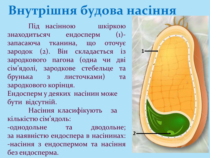 Внутрішня будова насіння Під насінною шкіркою знаходитьсяч ендосперм (1)- запасаюча тканина, що оточує зародок (2). Він складається із зародкового пагона (одна чи дві сім’ядолі, зародкове стебельце та брунька з листочками) та зародкового корінця. Ендосперм у деяких насінин може бути відсутній. Насіння класифікують закількістю сім’ядоль: -однодольне та дводольне; за наявністю ендоспера в насінинах: -насіння з ендоспермом та насіння без ендосперма. 
