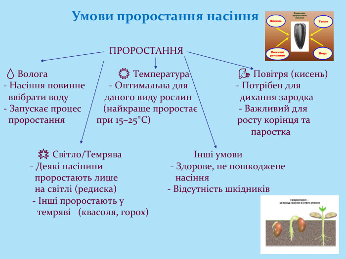  ПРОРОСТАННЯ 💧 Волога ☀️ Температура 🌬 Повітря (кисень)- Насіння повинне - Оптимальна для - Потрібен для ввібрати воду даного виду рослин дихання зародка- Запускає процес (найкраще проростає - Важливий для проростання при 15–25°C) росту корінця та паростка 🌟 Світло/Темрява Інші умови - Деякі насінини - Здорове, не пошкоджене проростають лише насіння на світлі (редиска) - Відсутність шкідників - Інші проростають у темряві (квасоля, горох) Умови проростання насіння