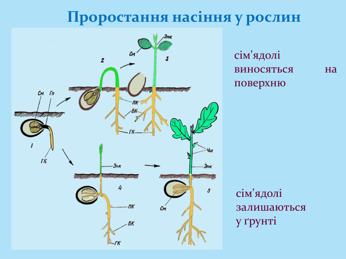 Проростання насіння у рослин сім'ядолі виносяться на поверхнюсім'ядолі залишаються у ґрунті