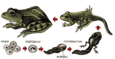 відкритий урок з біології(жаби)