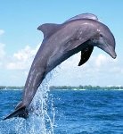 Афалина, или большой дельфин (лат. Tursiops truncatus). Описание ...